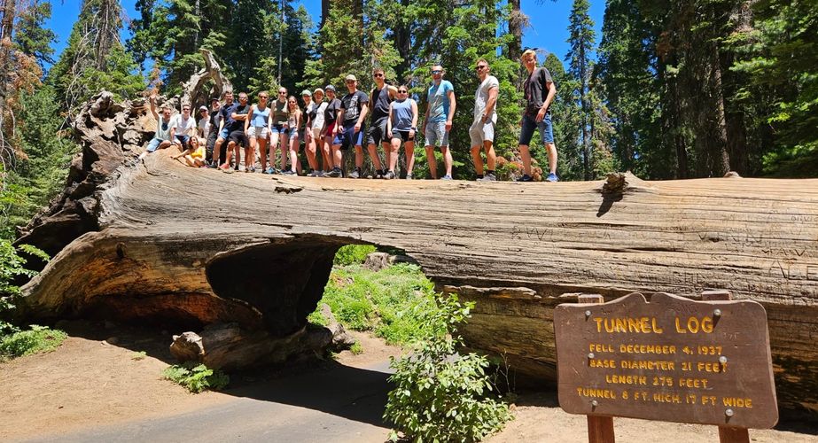 Boomstam Sequoia National Park